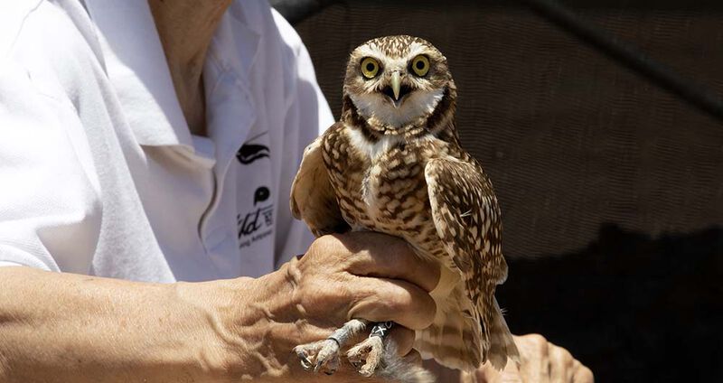 Burrowing Owl Conservation Project