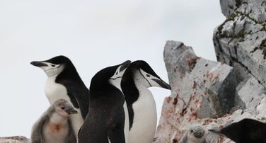 Antarctic Wildlife Disease Ecology Fund