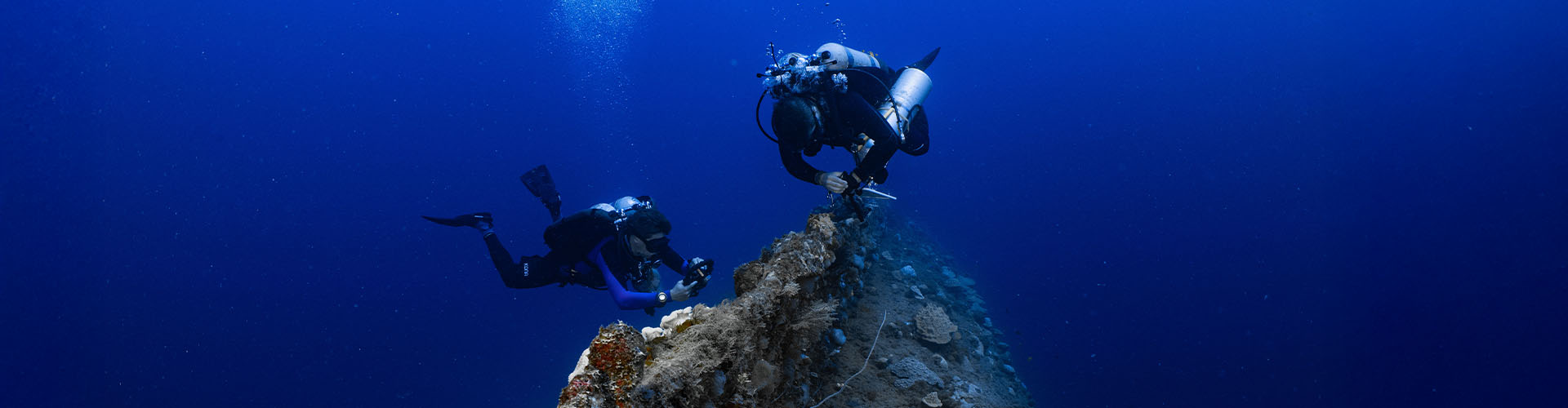 Scuba divers examining coral