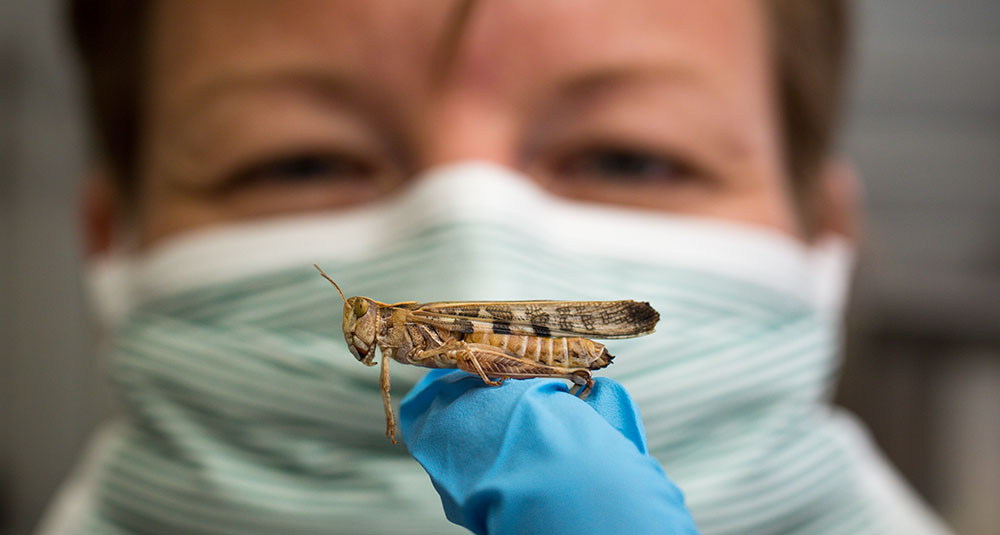 Global Locust Initiative