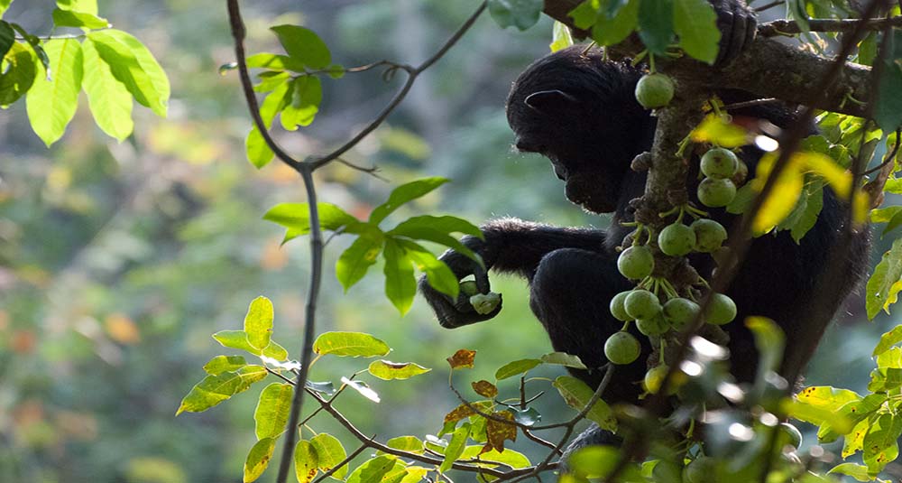 IHO Gombe Chimpanzee Research Project