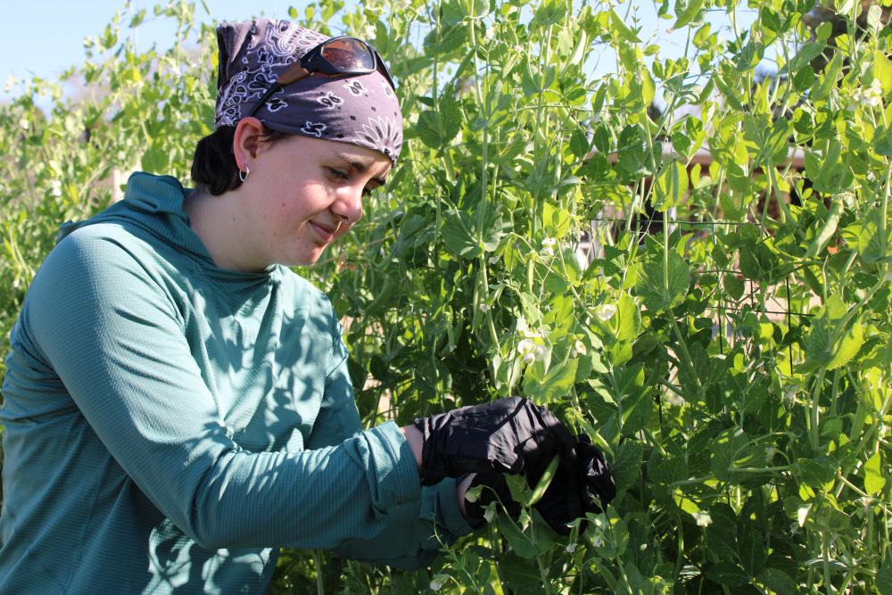 Kelly and Brian Swette Center for Sustainable Food Systems