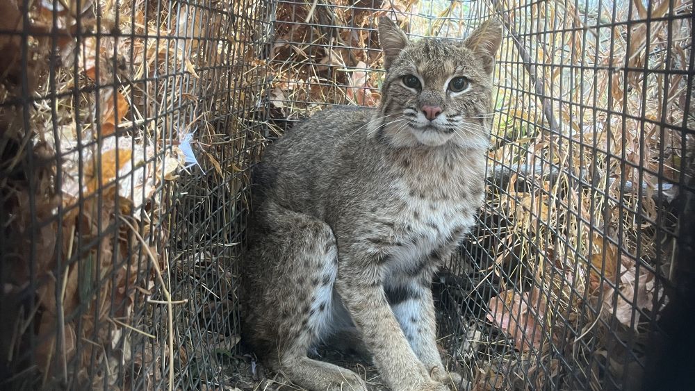 Carnivore Conservation Fund
