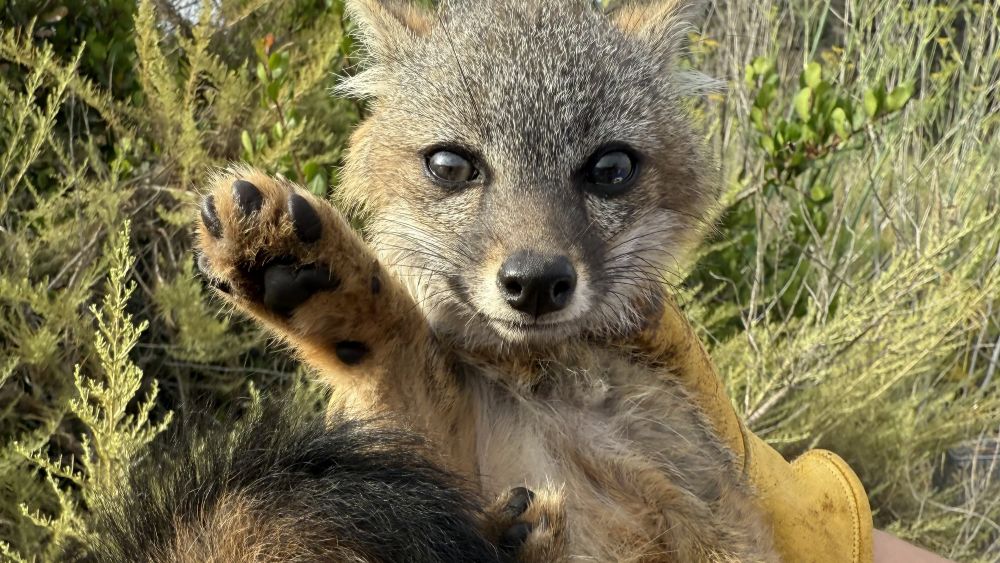 Carnivore Conservation Fund