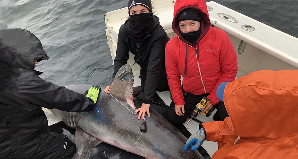 Shark and Fish Conservation Research Fund